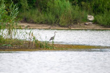 Göl kıyısında gri bir balıkçıl.
