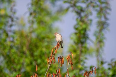  Genç kırmızı sırtlı ördek portakal yapraklı bir ağaç dalına tünemişti.