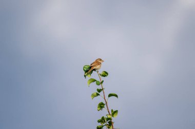 Genç kırmızı sırtlı örümcekkuşu bir ağaç dalına tünedi.