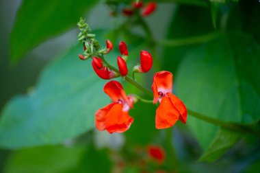 Yeşil arka planda koşan fasulyenin kırmızı çiçeği