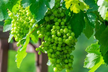 Büyük bir demet olgunlaşmamış üzüm ve yaprak.