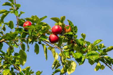  Olgun kırmızı elmalar mavi gökyüzüne karşı bir ağaç dalında