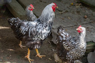 Çiftlikteki wiandotte tavukları