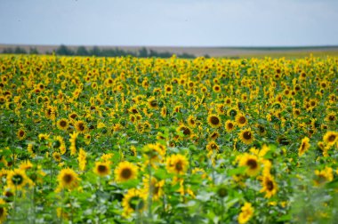 Güneşten sırılsıklam olmuş bir alan tam çiçeklerle dolup taşar.