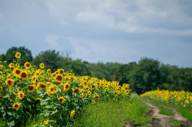 Çiçeklerin açtığı altın bir deniz parçalı bulutlu bir gökyüzünün altında toprak bir patikanın yanında uzanır.