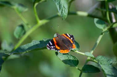 Vanessa Atalanta Yaprakta Kelebek