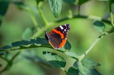 Vanessa Atalanta Yaprakta Kelebek