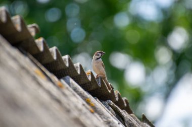 Yeşil arka planda çatıdaki Avrasya ağaç serçesi.