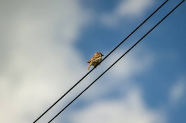  Avrasya ağaç serçesi mavi gökyüzüne karşı telin üzerinde