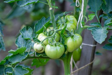  Olgunlaşmamış yeşil domates kümesi yemyeşil yaprakların arasında kırsal bir tahta kazık tarafından desteklenen gelişen bir sarmaşığa tutunur.
