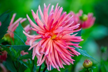 Pembe ve kırmızı yıldız çiçekli, katmanlı taç yaprakları, yumuşak yapraklı arkaplana karşı canlı bir hassasiyetle dışarı doğru yelken açıyor.