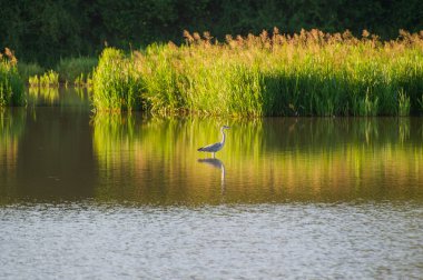 Yalnız gri balıkçıl, altın sarısı sularda duruyor. Yansıması, uzun sazlıklar ve sakin orman gölgelerinin altında parlıyor..