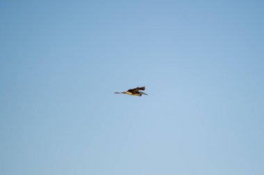 Gri balıkçıl, uçmanın zarafetini uçsuz bucaksız havaya taşırken, berrak mavi bir gökyüzünü kesiyor, güneş ışığıyla parlıyor..