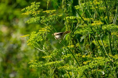 Çalı bülbülü yeşil saplı bir bitkinin üzerine tünemiş, sarı-yeşil çiçek kümeleri ve yemyeşil yapraklar arasına yerleşmiş ve gagasında bazı böcekler barındırıyor.