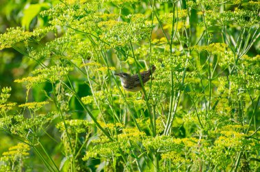 Çalı bülbülü yeşil saplı bir bitkinin üzerine tünemiş, sarı-yeşil çiçek kümeleri ve yemyeşil yapraklar arasına yerleşmiş ve gagasında bazı böcekler barındırıyor.