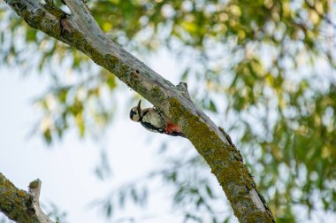 Meraklı bir ağaçkakan yosunlu bir dalın arkasından bakar, tek renkli tüyleri güneş yeşili ve gökyüzü tarafından çerçevelenir..