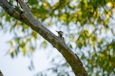  Canlı desenli ağaçkakan yosunlu bir dalı kavrıyor, kırmızı tacı ve kuyruğu yumuşak, yeşil bulanık bir zemin üzerinde parıldıyor..