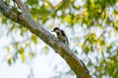 Yumuşak orman ışığıyla yıkanmış yosunlu bir dalın üzerinde zarif kırmızı bir tüneği olan siyah-beyaz ağaçkakan..