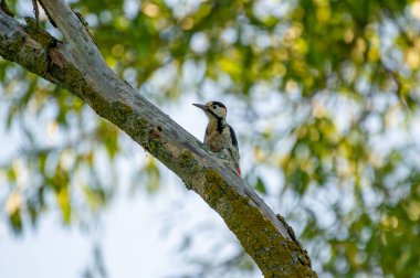 Yumuşak orman ışığıyla yıkanmış yosunlu bir dalın üzerinde zarif kırmızı bir tüneği olan siyah-beyaz ağaçkakan..