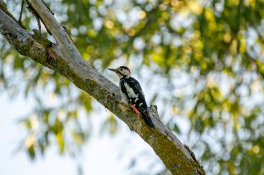  Kırmızı tacı olan çarpıcı bir ağaçkakan dingin odak noktasındaki yosunlu bir dala tutunur..