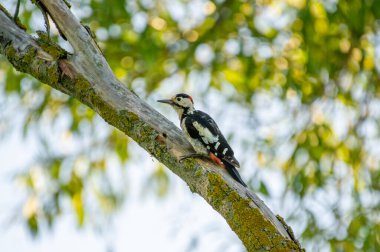  Yumuşak orman ışığıyla yıkanmış yosunlu bir dalın üzerinde zarif kırmızı bir tüneği olan siyah-beyaz ağaçkakan..