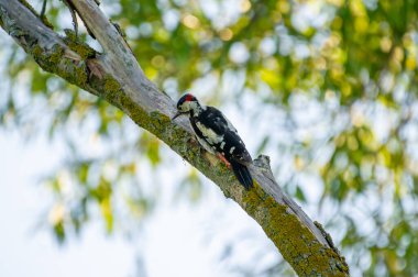 Yalnız bir ağaçkakan, siyah, beyaz ve kırmızı tüyleri bulanık orman yeşiline çarpan yosunlu bir dalda dengede durur..