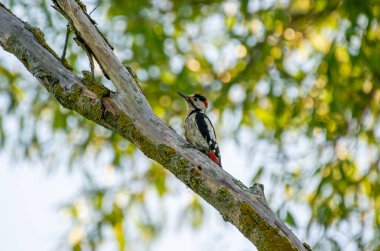  Kırmızı tacı olan çarpıcı bir ağaçkakan dingin odak noktasındaki yosunlu bir dala tutunur..