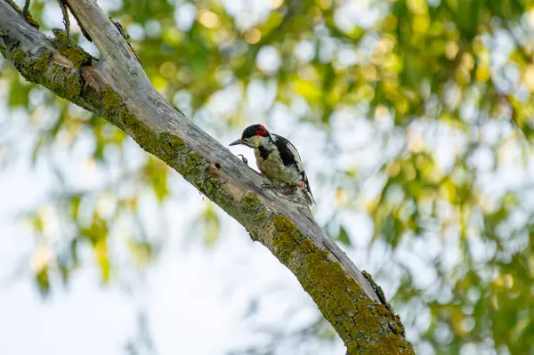 Yumuşak orman ışığıyla yıkanmış yosunlu bir dalın üzerinde zarif kırmızı bir tüneği olan siyah-beyaz ağaçkakan..