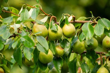 Taze yeşil armut kümesi zarif bir şekilde yapraklı bir dala asılı, yumuşak doğal ışıkla yıkanmış bulanık bir bahçe zeminine karşı.