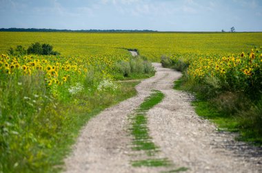 Dolambaçlı bir toprak yol, bulutlu bir gökyüzünün altında açan ayçiçeklerinden oluşan altın bir denizin içinde dolanıyor..