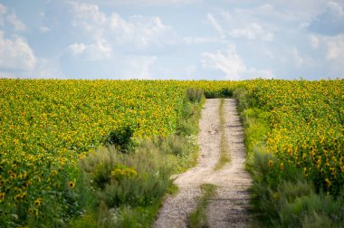 Dolambaçlı bir toprak yol, bulutlu bir gökyüzünün altında açan ayçiçeklerinden oluşan altın bir denizin içinde dolanıyor..