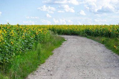 Güneşle sırılsıklam olmuş toprak yol bulutlarla dağılmış parlak gökyüzünün altındaki parlak ayçiçeği tarlalarından geçer..