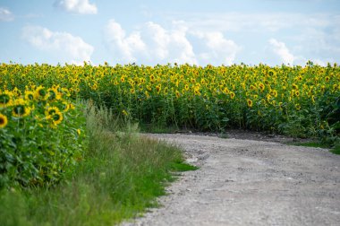 Güneşle sırılsıklam olmuş toprak yol bulutlarla dağılmış parlak gökyüzünün altındaki parlak ayçiçeği tarlalarından geçer..