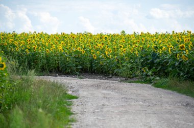 Güneşle sırılsıklam olmuş toprak yol bulutlarla dağılmış parlak gökyüzünün altındaki parlak ayçiçeği tarlalarından geçer..