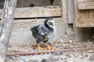 Küçük siyah-gri bir civciv sakince sararmış ahşabın üzerinde duruyor, sarı bacakları eski tahtalar ve dağınık döküntüler üzerinde parlıyor..