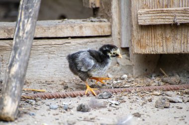 Küçük siyah-gri bir civciv, güneş ışığıyla aydınlanan topraklarda kasıla kasıla yürüyor. Kırsal kalaslar ve dağınık çiftlik dokularıyla çerçevelenmiş..