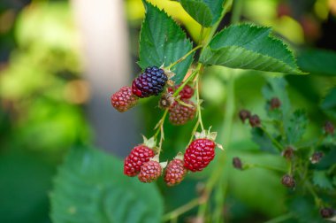 Olgunlaşan böğürtlenler zıt siyah ve yakutlarla sarkıyor yemyeşil yapraklarla yumuşatılmış doğal bir zemin üzerinde..