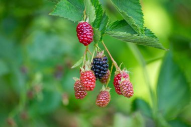 Olgunlaşan böğürtlenler zıt siyah ve yakutlarla sarkıyor yemyeşil yapraklarla yumuşatılmış doğal bir zemin üzerinde..