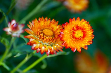 Işıl ışıl turuncu, sarı ve kırmızı taç yapraklarıyla, yemyeşil yemyeşil ortamda, sonsuza dek uzanan iki alevli çiçek..