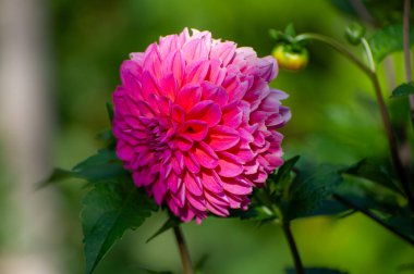 Göz kamaştırıcı pembe bir yıldız çiçeği, yoğun, sarmal katmanlar halinde açar, yumuşak yaprakları yeşil bir bulanıklık içinde parlar..