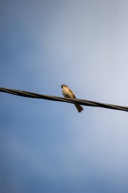 Avrasya ağaç serçesi, sakin mavi gökyüzüne karşı siyah bir kablo üzerinde zarifçe dengeler..