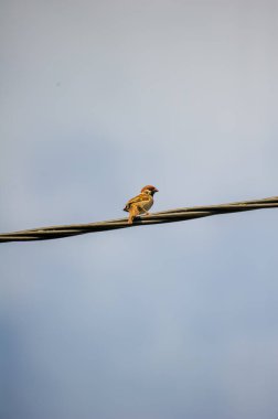 Avrasya ağaç serçesi mavi gökyüzüne karşı bir tel üzerinde