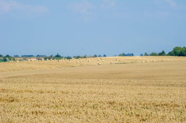 Altın saman balyaları açık mavi gökyüzünün ve uzak ağaç hattının altında yeni hasat edilmiş bir buğday tarlasını işaret ediyor..