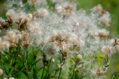 Yumuşak beyaz tohum başları meltemde parıldıyor, ipek gibi saçları rüzgarla savrulmaya hazır yumuşak yeşil bir zemine karşı..