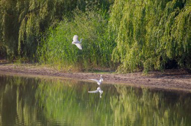 Bir beyaz balıkçıl kuş uçarken diğeri suların kenarında duruyor. İkisi de yemyeşil çerçeveli ve sakin yüzeyde yansıyor..