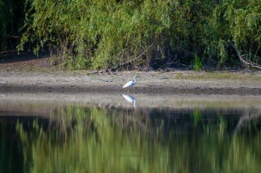 Yalnız beyaz bir balıkçıl kuşu suların kenarında duruyor, yemyeşil yeşillik bir gölün altındaki gölde yansıyor..