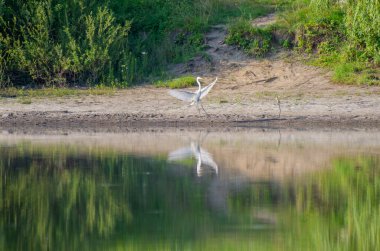 Durgun suyun yanında kanatları olan beyaz bir balıkçıl duruyor, yemyeşil, sakin manzaranın yansıması..
