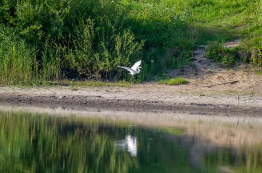 Suların kenarında süzülen bir balıkçıl, sakin yüzeyde yansıması yemyeşil ve kumlu bir kıyıda.