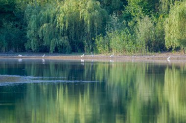 Beyaz büyük balıkçıl kuşları, yemyeşil ağaçlardan oluşan bir gölün gölgesinde sessizce dururlar..