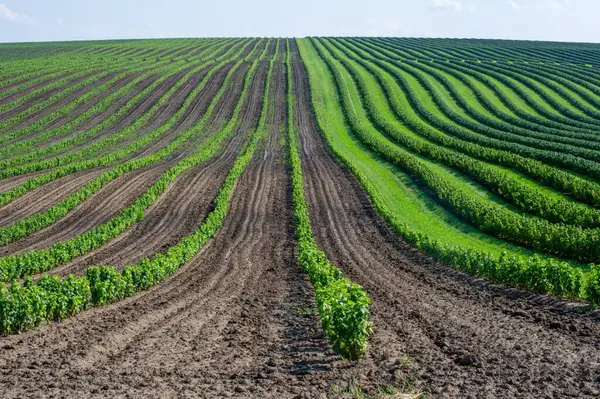 Geniş, organize tarımsal bir alanda çeşitli büyüme aşamalarında biraraya getirilmiş ekinler yeşil bir yama oluşturur.
